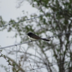 Rhipidura leucophrys (Willie Wagtail) at Amaroo, ACT - 12 Oct 2018 by KShort