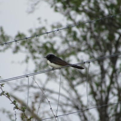 Rhipidura leucophrys (Willie Wagtail) at Amaroo, ACT - 13 Oct 2018 by KShort
