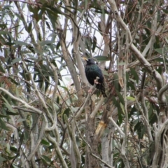 Sturnus vulgaris (Common Starling) at Amaroo, ACT - 13 Oct 2018 by KShort