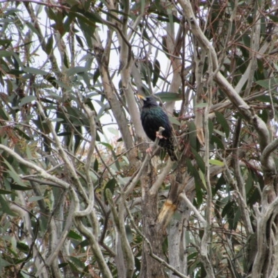 Sturnus vulgaris (Common Starling) at Amaroo, ACT - 13 Oct 2018 by KShort