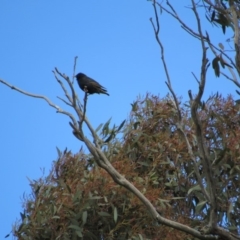 Sturnus vulgaris at Amaroo, ACT - 13 Oct 2018