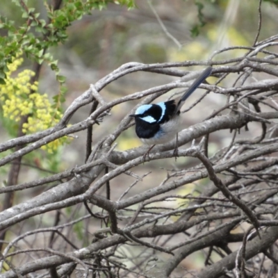 Malurus cyaneus (Superb Fairywren) at Amaroo, ACT - 13 Oct 2018 by KShort