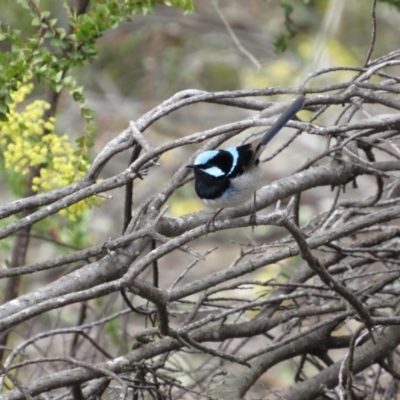 Malurus cyaneus (Superb Fairywren) at Amaroo, ACT - 12 Oct 2018 by KShort