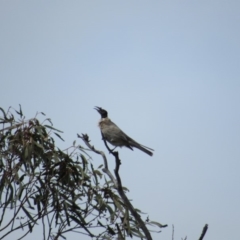 Philemon corniculatus (Noisy Friarbird) at Amaroo, ACT - 12 Oct 2018 by KShort