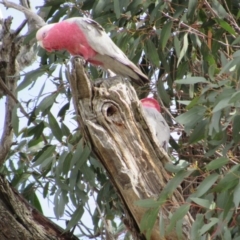 Eolophus roseicapilla (Galah) at Amaroo, ACT - 13 Oct 2018 by KShort