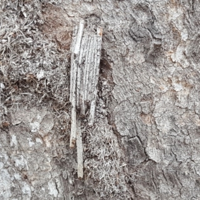 Clania ignobilis (Faggot Case Moth) at Mount Mugga Mugga - 12 Oct 2018 by Mike