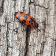 Episcaphula australis (Fungus beetle) at O'Malley, ACT - 12 Oct 2018 by Mike