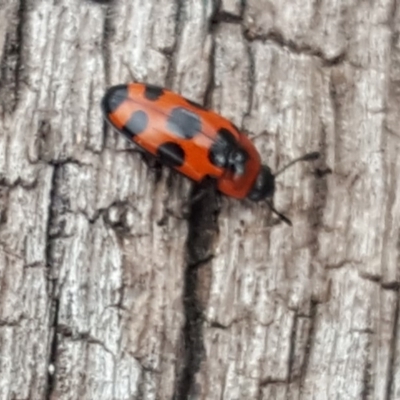 Episcaphula australis (Fungus beetle) at Mount Mugga Mugga - 12 Oct 2018 by Mike
