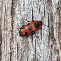 Episcaphula australis at O'Malley, ACT - 12 Oct 2018 03:31 PM