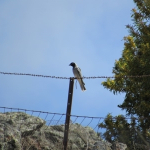 Coracina novaehollandiae at Amaroo, ACT - 13 Oct 2018