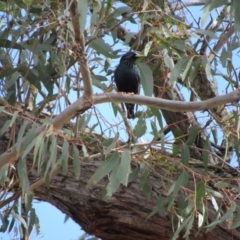 Sturnus vulgaris (Common Starling) at Amaroo, ACT - 13 Oct 2018 by KShort