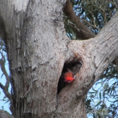Platycercus elegans (Crimson Rosella) at Taylor, ACT - 13 Oct 2018 by KShort