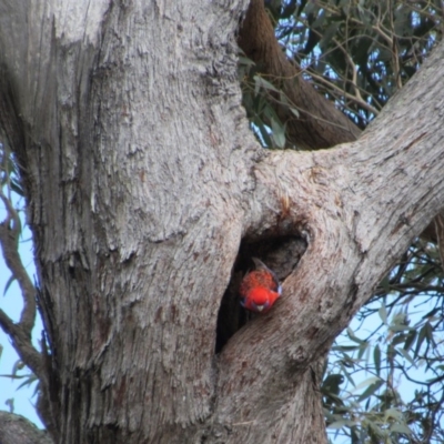 Platycercus elegans (Crimson Rosella) at Taylor, ACT - 12 Oct 2018 by KShort