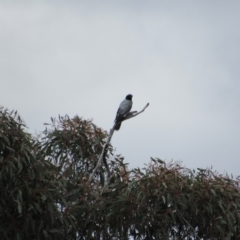 Coracina novaehollandiae (Black-faced Cuckooshrike) at Amaroo, ACT - 12 Oct 2018 by KShort