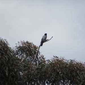 Coracina novaehollandiae at Amaroo, ACT - 13 Oct 2018