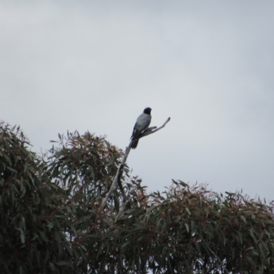 Coracina novaehollandiae (Black-faced Cuckooshrike) at Amaroo, ACT - 13 Oct 2018 by KShort