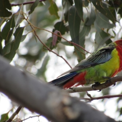 Platycercus eximius (Eastern Rosella) at Amaroo, ACT - 12 Oct 2018 by KShort