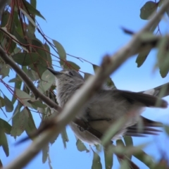 Colluricincla harmonica (Grey Shrikethrush) at Amaroo, ACT - 13 Oct 2018 by KShort