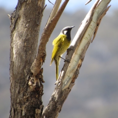 Nesoptilotis leucotis (White-eared Honeyeater) at Amaroo, ACT - 13 Oct 2018 by KShort