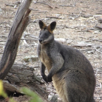 Wallabia bicolor (Swamp Wallaby) at Amaroo, ACT - 13 Oct 2018 by KShort