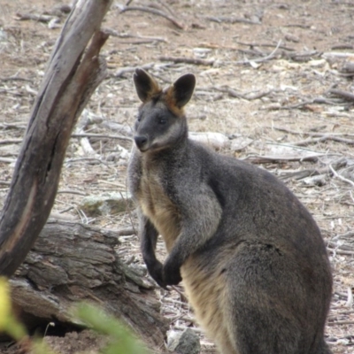 Wallabia bicolor (Swamp Wallaby) at Amaroo, ACT - 12 Oct 2018 by KShort