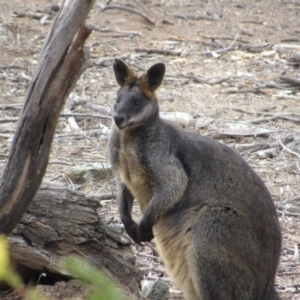 Wallabia bicolor at Amaroo, ACT - 13 Oct 2018