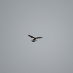 Falco cenchroides (Nankeen Kestrel) at Hall, ACT - 13 Oct 2018 by KShort