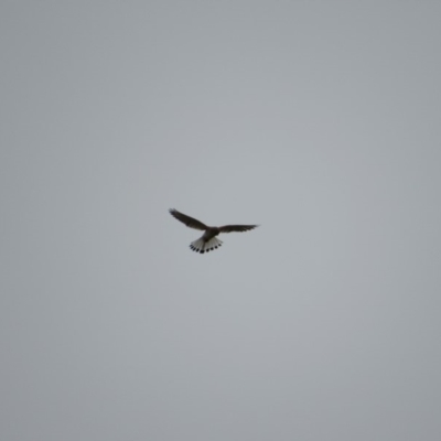 Falco cenchroides (Nankeen Kestrel) at Hall, ACT - 12 Oct 2018 by KShort