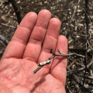 Philobota lysizona at Ainslie, ACT - 12 Oct 2018 03:05 PM