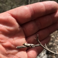 Philobota lysizona at Ainslie, ACT - 12 Oct 2018 03:05 PM