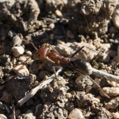 Iridomyrmex purpureus (Meat Ant) at Illilanga & Baroona - 21 Jun 2018 by Illilanga