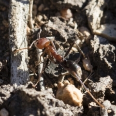 Iridomyrmex purpureus at Michelago, NSW - 21 Jun 2018 02:42 PM