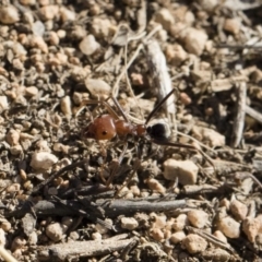 Iridomyrmex purpureus at Michelago, NSW - 21 Jun 2018 02:42 PM