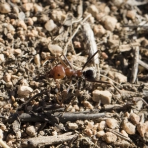 Iridomyrmex purpureus at Michelago, NSW - 21 Jun 2018