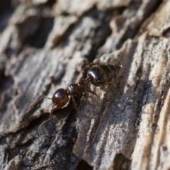 Crematogaster sp. (genus) (Acrobat ant, Cocktail ant) at Illilanga & Baroona - 21 Jun 2018 by Illilanga