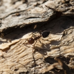 Crematogaster sp. (genus) at Michelago, NSW - 21 Jun 2018 03:40 PM