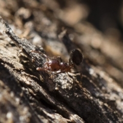 Crematogaster sp. (genus) at Michelago, NSW - 21 Jun 2018