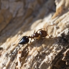 Crematogaster sp. (genus) at Michelago, NSW - 21 Jun 2018 03:40 PM