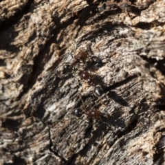 Crematogaster sp. (genus) at Michelago, NSW - 21 Jun 2018 03:40 PM