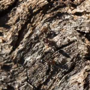 Crematogaster sp. (genus) at Michelago, NSW - 21 Jun 2018