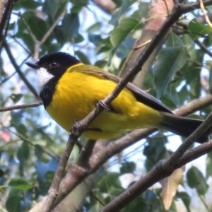 Pachycephala pectoralis at Wandella, NSW - 12 Oct 2018