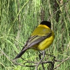 Pachycephala pectoralis at Wandella, NSW - 12 Oct 2018