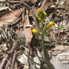 Bulbine bulbosa (Golden Lily, Bulbine Lily) at Deakin, ACT - 13 Oct 2018 by KL