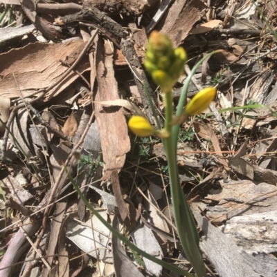 Bulbine bulbosa (Golden Lily, Bulbine Lily) at Deakin, ACT - 13 Oct 2018 by KL