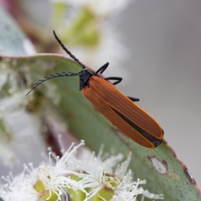 Porrostoma rhipidium (Long-nosed Lycid (Net-winged) beetle) at Illilanga & Baroona - 26 Oct 2017 by Illilanga