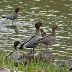 Chenonetta jubata (Australian Wood Duck) at Campbell, ACT - 12 Oct 2018 by RodDeb