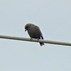 Artamus cyanopterus (Dusky Woodswallow) at Fyshwick, ACT - 12 Oct 2018 by RodDeb