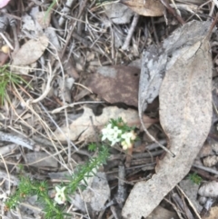 Asperula conferta (Common Woodruff) at Red Hill Nature Reserve - 13 Oct 2018 by KL