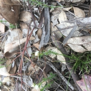 Asperula conferta at Deakin, ACT - 13 Oct 2018 02:55 PM