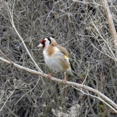 Carduelis carduelis (European Goldfinch) at Fyshwick, ACT - 12 Oct 2018 by RodDeb